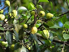 Garcinia fragraeoides